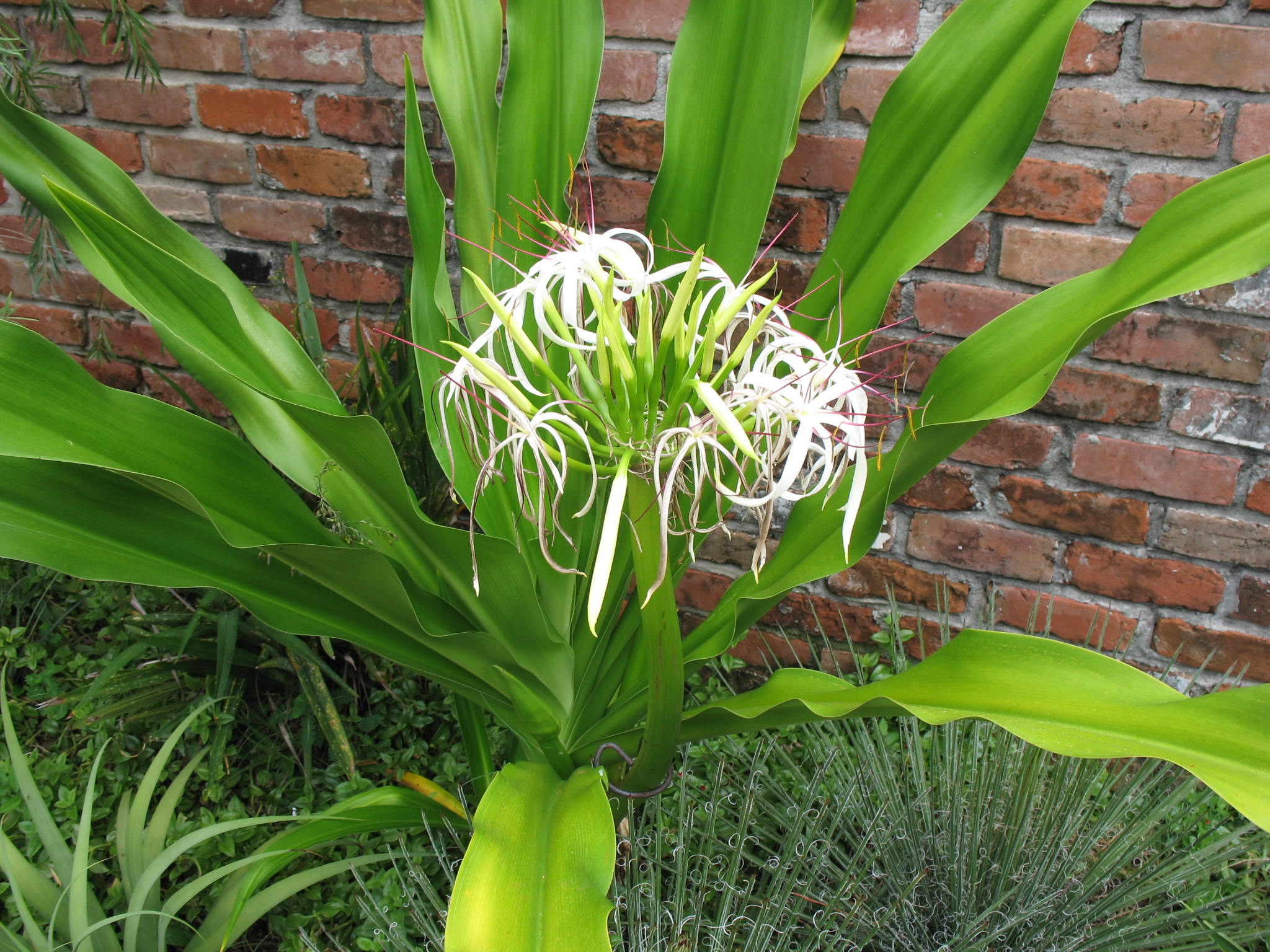 Online Plant Guide - Crinum asiaticum / Grand Crinum Lily